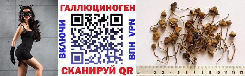 Купить  Поворино  Псилоцибиновые грибы GOLDEN TEACHER 